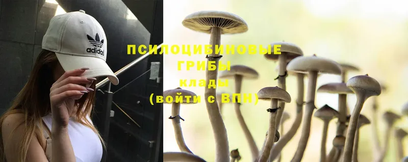 Псилоцибиновые грибы Magic Shrooms  Волгоград 